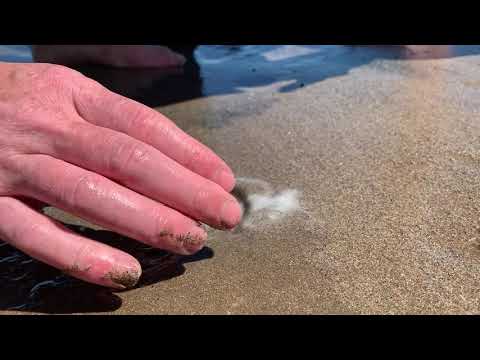 How to catch razor clams with salt [easily!]