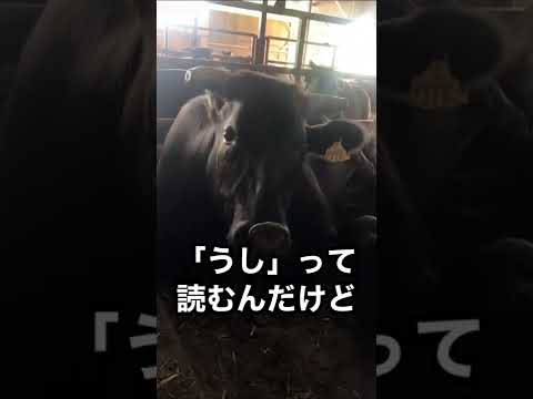 牛の品種 - 特徴と例と珍しさ -