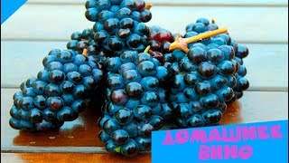 Они клевали гроздья сладких ягод