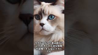 ラグドールの特徴 #shotrs #猫 #猫の種類