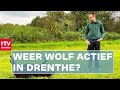 Slaat de wolf toe? Schapen dood bij Diever & autobranden in Hoogeveen  | Drenthe Nu 20 oktober 2021