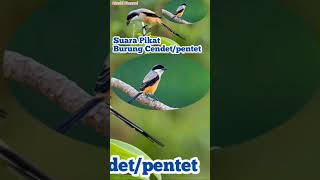 Download lagu suara Pikat Burung cendet ribut Mp3 mp3