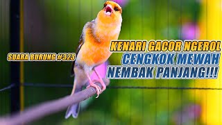 Download lagu SUARA BURUNG |323| Kenari GACOR PANJANG INI Cocok untuk Masteran KENARI PAUD dan Kenari Macet BUNYI mp3 Download lagu SUARA BURUNG |323| Kenari GACOR PANJANG INI Cocok untuk Masteran KENARI PAUD dan Kenari Macet BUNYI mp3