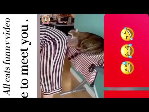 Cats new video funny 2022