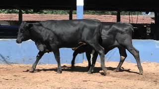 Vídeo 218 - 1ª ETAPA MEGA LIQUIDAÇÃO TOTAL AGROPECUÁRIA MARAJOARA - DIA 4 | GADO GIROLANDO E HOLANDÊS