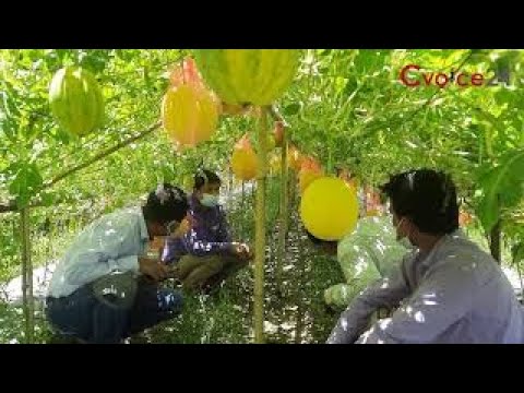 সাতকানিয়ায় উৎপাদিত হলো হলুদ তরমুজ!