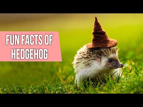 Fun Facts About Hedgehog |  FACTS About Hedgehogs You Should Know