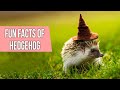 Fun Facts About Hedgehog |  FACTS About Hedgehogs You Should Know