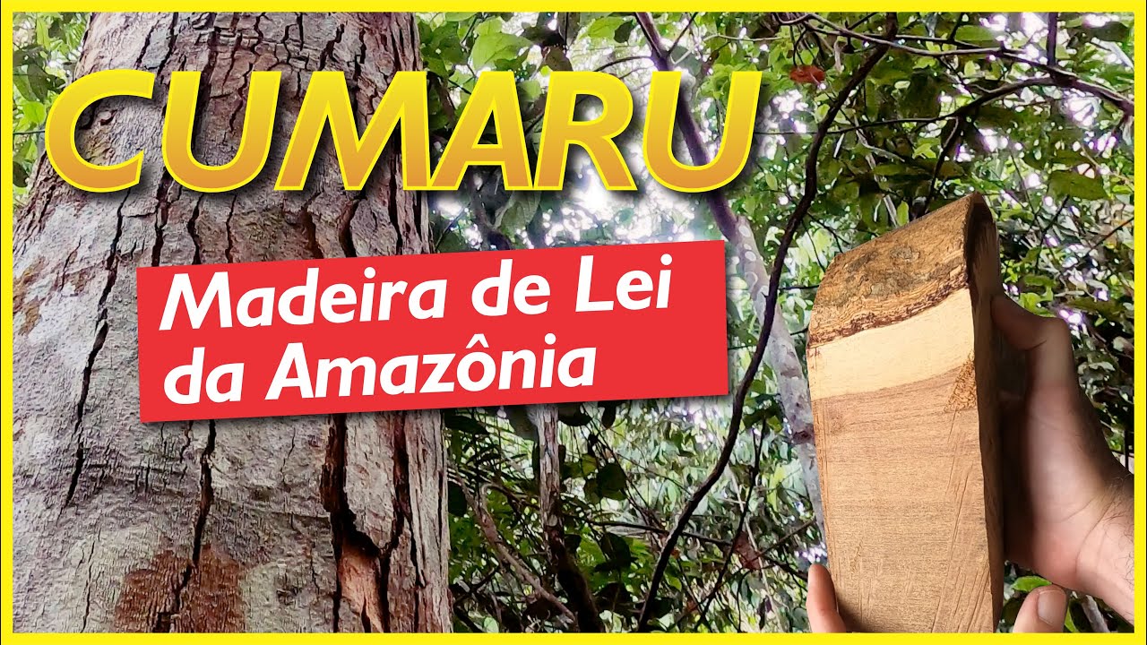 Cumaru: a árvore da Amazônia que, além da madeira, faz até sobremesa!