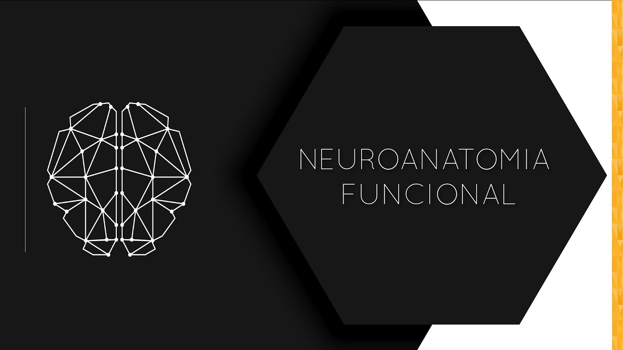 LESSON 2 | FUNCTIONAL NEUROANATOMY OF THE CEREBRAL CORTEX