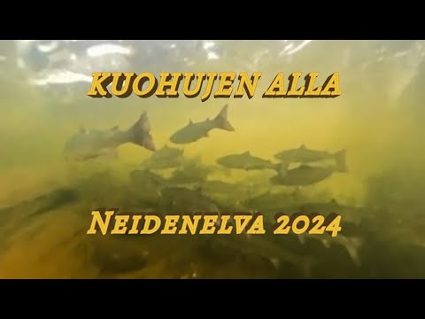 KUOHUJEN ALLA - KOLTTAKÖNGÄS + Lohen perhokalastusta / Flyfishing atlantic salmon / Laksefiske