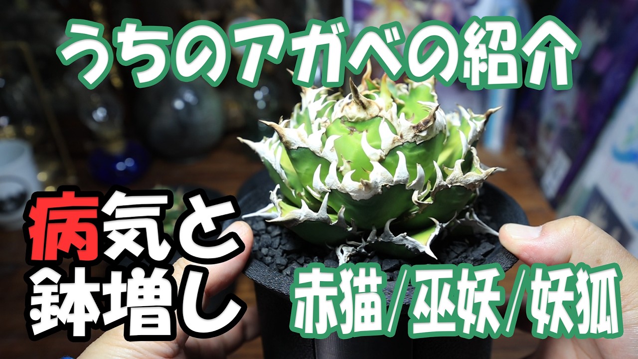 アガベたちの紹介と病気と鉢増し