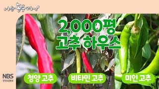 [나는농부다 266회] 2,000평 고추 하우스