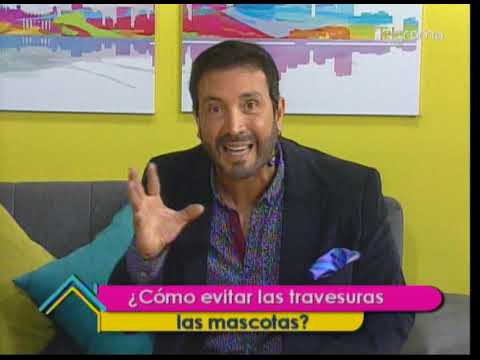 ¿Cómo evitar las travesuras en las mascotas?