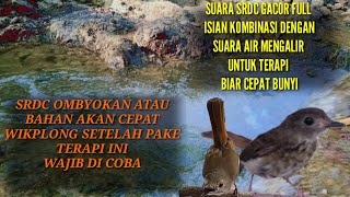 Download lagu masteran srdc atau terapi srdc biar cepat bunyi di iringi suara air mengalir ,srdc full isian.. mp3 Download lagu masteran srdc atau terapi srdc biar cepat bunyi di iringi suara air mengalir ,srdc full isian.. mp3
