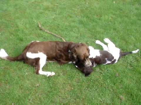 2006 0504 Barnie besucht Nimrod (Video)