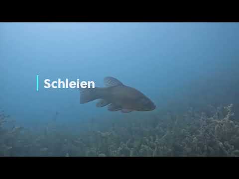 Tauchen in der Schweiz - von wegen nix zu sehen!