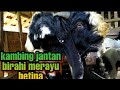 Suara Kambing Kawin Suara Kambing Embe Kambing Jantan Birahi Merayu Betina Suara Kambing Birahi