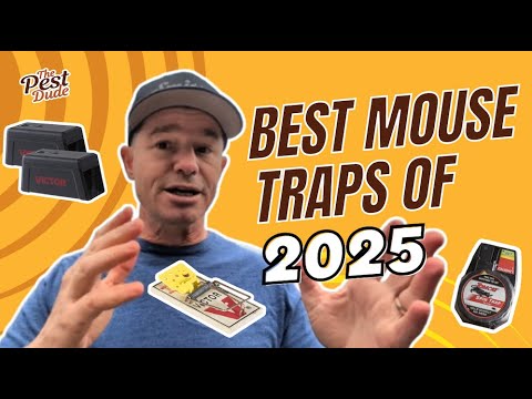 10 Best Mouse Traps of 2025, According to an Exterminator