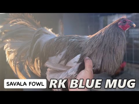 SAVALA FOWL Pure Rk Blue Mug Chocolate Hennie Beautiful Birds