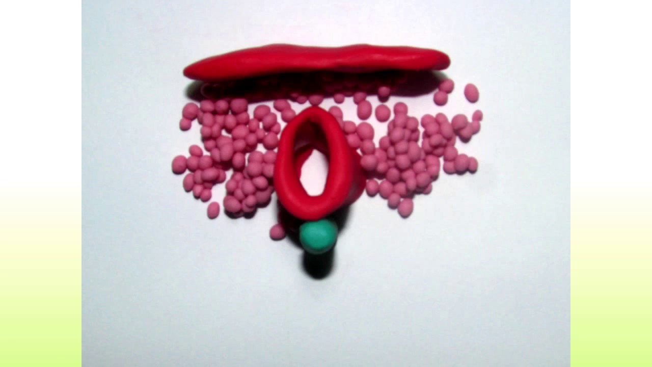 Odontogênese (Stop Motion) UFPR 2017