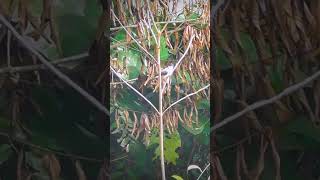 Download lagu Pikat Burung Kutilang#shorts mp3
