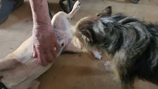 Video preview image #1 Chihuahua-Unknown Mix Puppy For Sale in Bandera, TX, USA