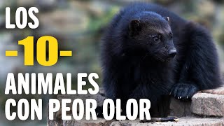 TOP 10 Animales con Peor Olor | Mundo Animal