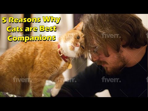 5 reasons why cats are best companions