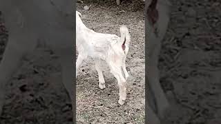 Rumi Goat Farm Sakrand
