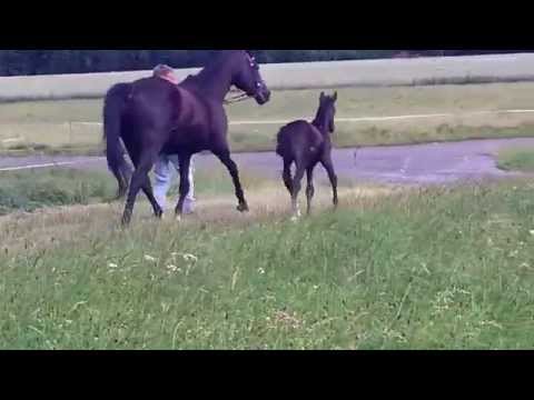 Stutfohlen von De Niro / Hohenstein / Donnerhall aus der Vollschwester zu Hochadel