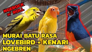 Download lagu EDAN TENAN!!! MASTERAN SUARA MURAI BATU ISIAN LOVEBIRD-KENARI mp3