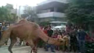 preview picture of video 'camel 2009 in shafaisal colony'