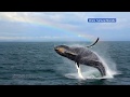 Whale breaches with rainbow in background in Monterey Bay