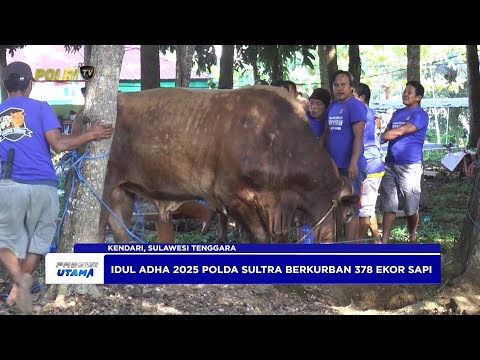 POLDA SULTRA BERKURBAN 378 EKOR SAPI UNTUK MASYARAKAT PADA IDULADHA 1446H