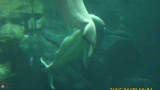 OAMs Blues by Aaron goldberg [beluga whales]