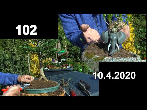 Buchsbaum als kleiner Baum in der Schale, Wurzeln schneiden. Azalee in der Anzucht