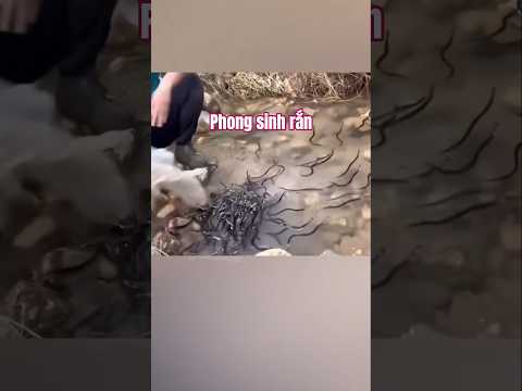 Phóng sinh rắn: việc thiện hay gây hại cho môi trường? #shortvideo