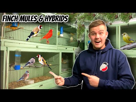 Finch Mules & Hybrids for 2023 Breeding Season