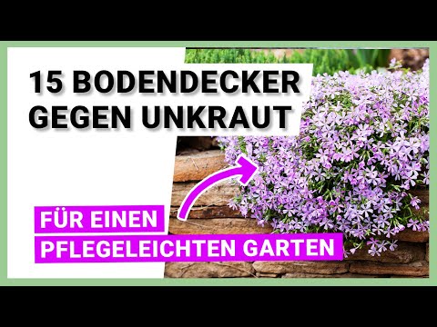 , title : '15 Bodendecker gegen Unkraut – für einen pflegeleichten Garten mit schönen Akzenten'