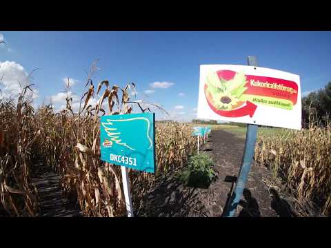 Dekalb DKC4351 kukorica vetőmag KukoricaVetőmag.hu Kft. 2017