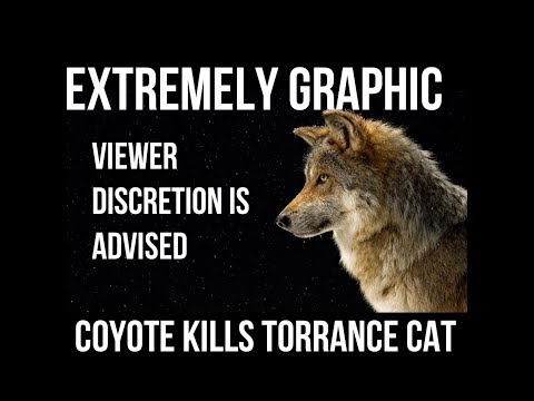 Coyote Kills Torrance Cat