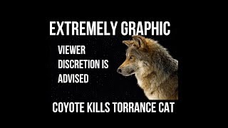 Coyote Kills Torrance Cat