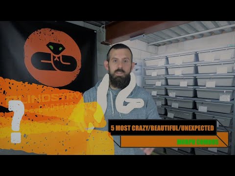 TOP 5 MOST CRAZY/BEAUTIFUL/UNEXPECTED MORPH COMBOS in my entire ball python collection!!!