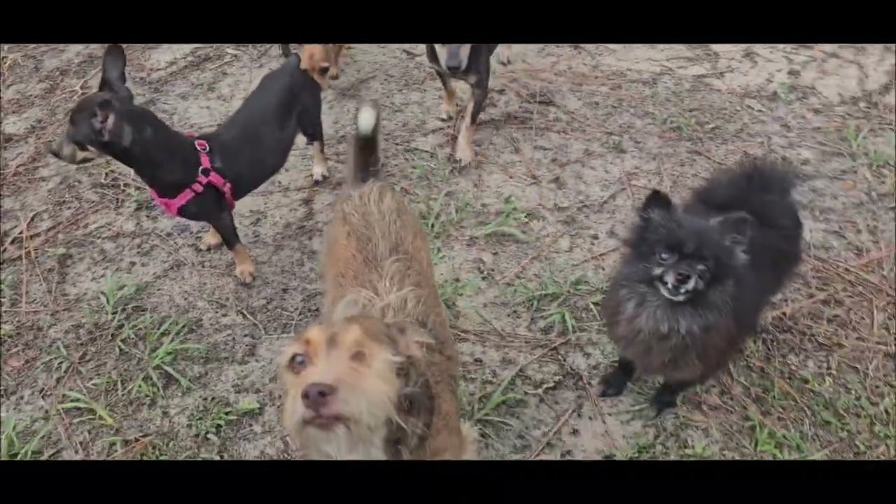 Enlarge Popi, a Adoptable mixed breed in Weeki Wachee, FL video 6/6