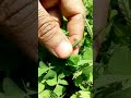 Seed dispersal by scattering method #Seeddispersal