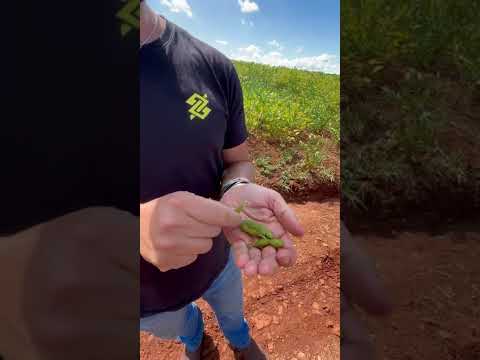 Município de Ouro Verde (SC) apresenta lavouras com algumas falhas e abortamento na soja