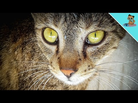 Can Cats Cry? THIS Is What Your Cat's Tears Mean! - YouTube