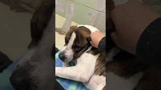 Video preview image #1 Mutt Puppy For Sale in Webster, WI, USA