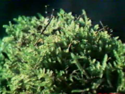 L'Aventure des Plantes   1982   02   La conquête de la terre et l'invention du bois